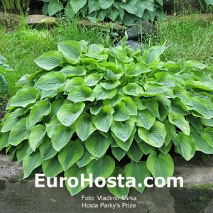 Hosta Parky's Prize - Eurohosta