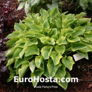 Hosta Parky's Prize - Eurohosta