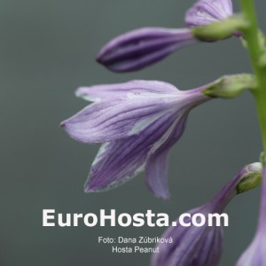 Hosta-Peanut-Eurohosta 