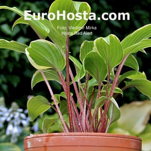 Hosta-Red-Alert-Eurohosta