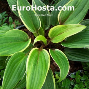 Hosta-Red-Alert-Eurohosta