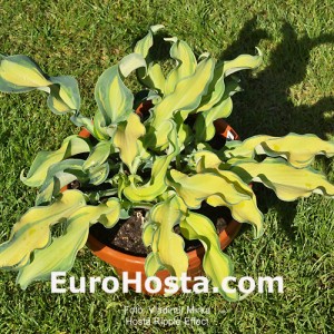 Hosta Ripple Effect - Eurohosta