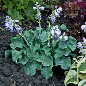 Hosta 'Ruffled Mouse Ears' - Eurohosta