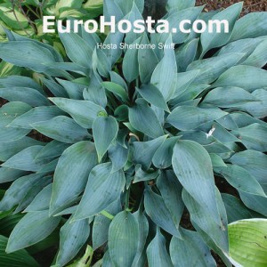 Hosta Sherborne Swift - Eurohosta