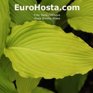 Hosta Shimy Shake - Eurohosta