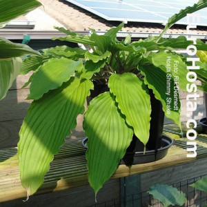 Hosta Shimy Shake - Eurohosta