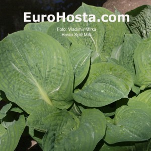 Hosta Spilt Milk - Eurohosta