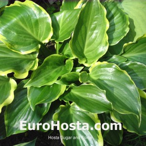 Hosta Sugar and Spice - Eurohosta