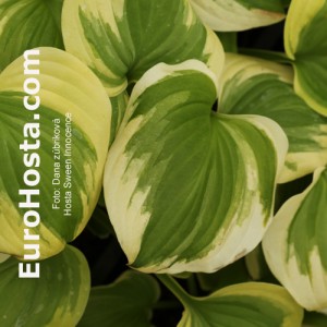 Hosta Sweet Innocence - Eurohosta