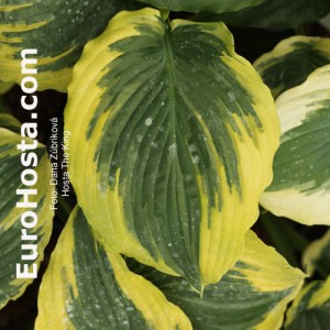 Hosta The King - Eurohosta