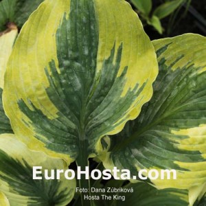 Hosta The King - Eurohosta