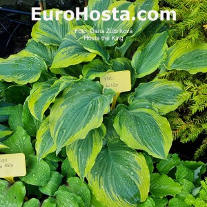 Hosta The King - Eurohosta