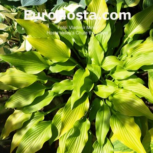 Hosta Valley's Chute-the-Chute - Eurohosta