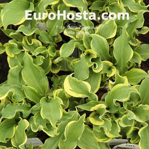 Hosta Wheee! - Eurohosta