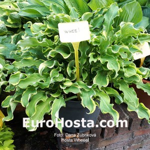 Hosta Wheee! - Eurohosta