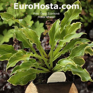 Hosta Wheee! - Eurohosta