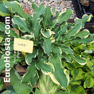 Hosta Wheee! - Eurohosta