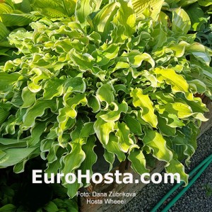 Hosta Wheee! - Eurohosta