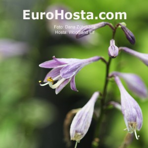 Hosta Woodland Elf - Eurohosta