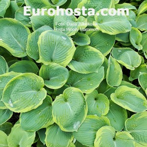 Hosta Woolly Mammoth - Eurohosta