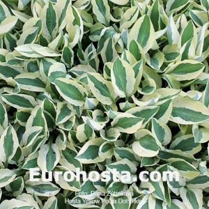 Hosta Yellow Polka Dot Bikiny - Eurohosta