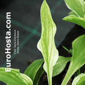 Hosta Zebra Stripes - Eurohosta