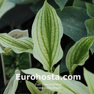 Hosta Zebra Stripes - Eurohosta