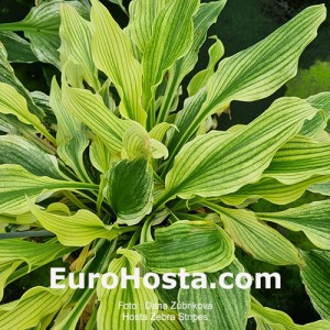 Hosta Zebra Stripes - Eurohosta