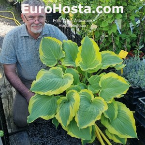 Hosta Seducer - Eurohosta