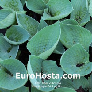 Hosta Abiqua Drinking Gourd - Eurohosta