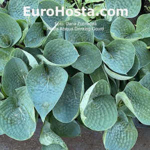 Hosta Abiqua Drinking Gourd