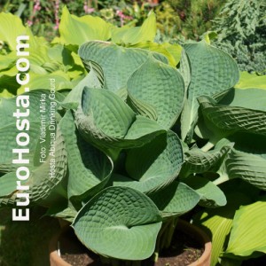 Hosta Abiqua Drinking Gourd - Eurohosta