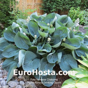 Hosta Abiqua Drinking Gourd - Eurohosta