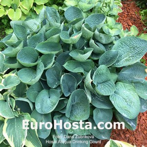 Hosta Abiqua Drinking Gourd