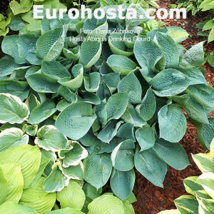 Hosta Abiqua Drinking Gourd