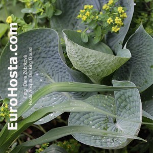 Hosta Abiqua Drinking Gourd