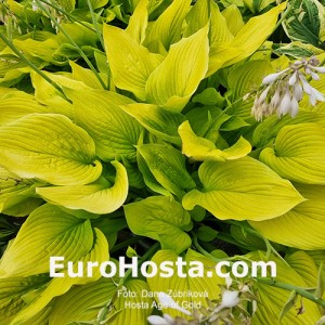 Hosta Age of Gold