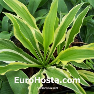 Hosta Alakazaam - Eurohosta