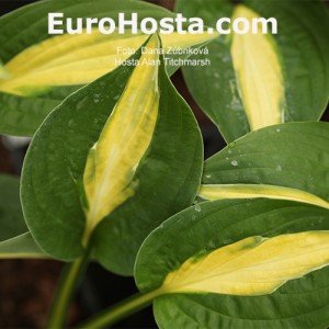 Hosta Alan Titchmarsh