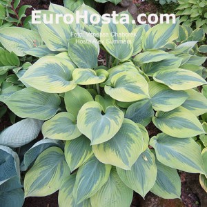 Hosta Alex Summer - Eurohosta