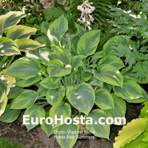 Hosta Alex Summer - Eurohosta