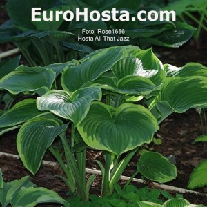 Hosta All That Jazz