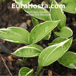 Hosta Allan P. McConnell - Eurohosta