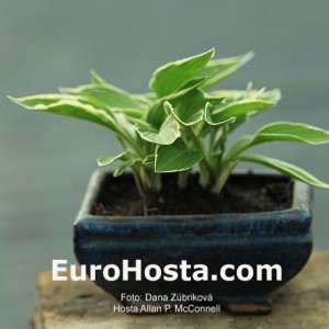 Hosta Allan P. McConnell - Eurohosta