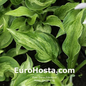 Hosta Allegan Fog - Eurohosta