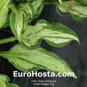 Hosta Allegan Fog - Eurohosta