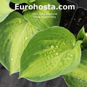 Hosta Alligator Alley - Eurohosta