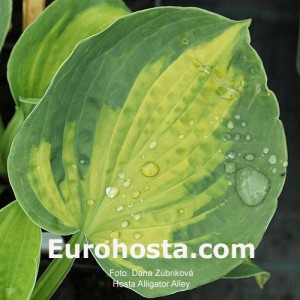 Hosta Alligator Alley - Eurohosta