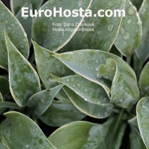 Hosta Alligator Shoes - Eurohosta