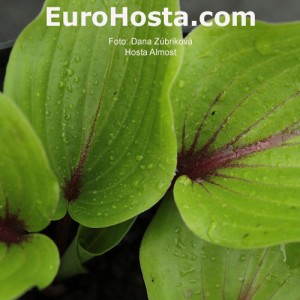 Hosta Almost